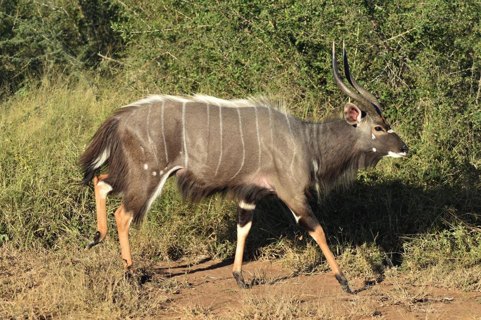 The Baobab Bush Lodge And Villa Hoedspruit Eksteriør bilde