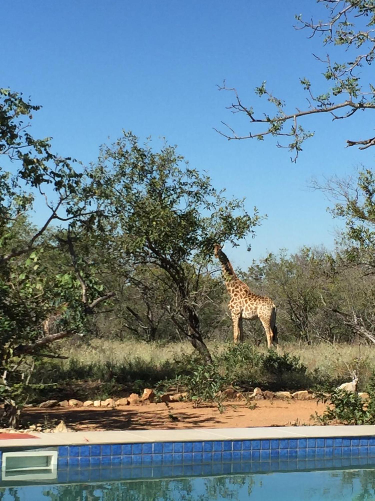 The Baobab Bush Lodge And Villa Hoedspruit Eksteriør bilde