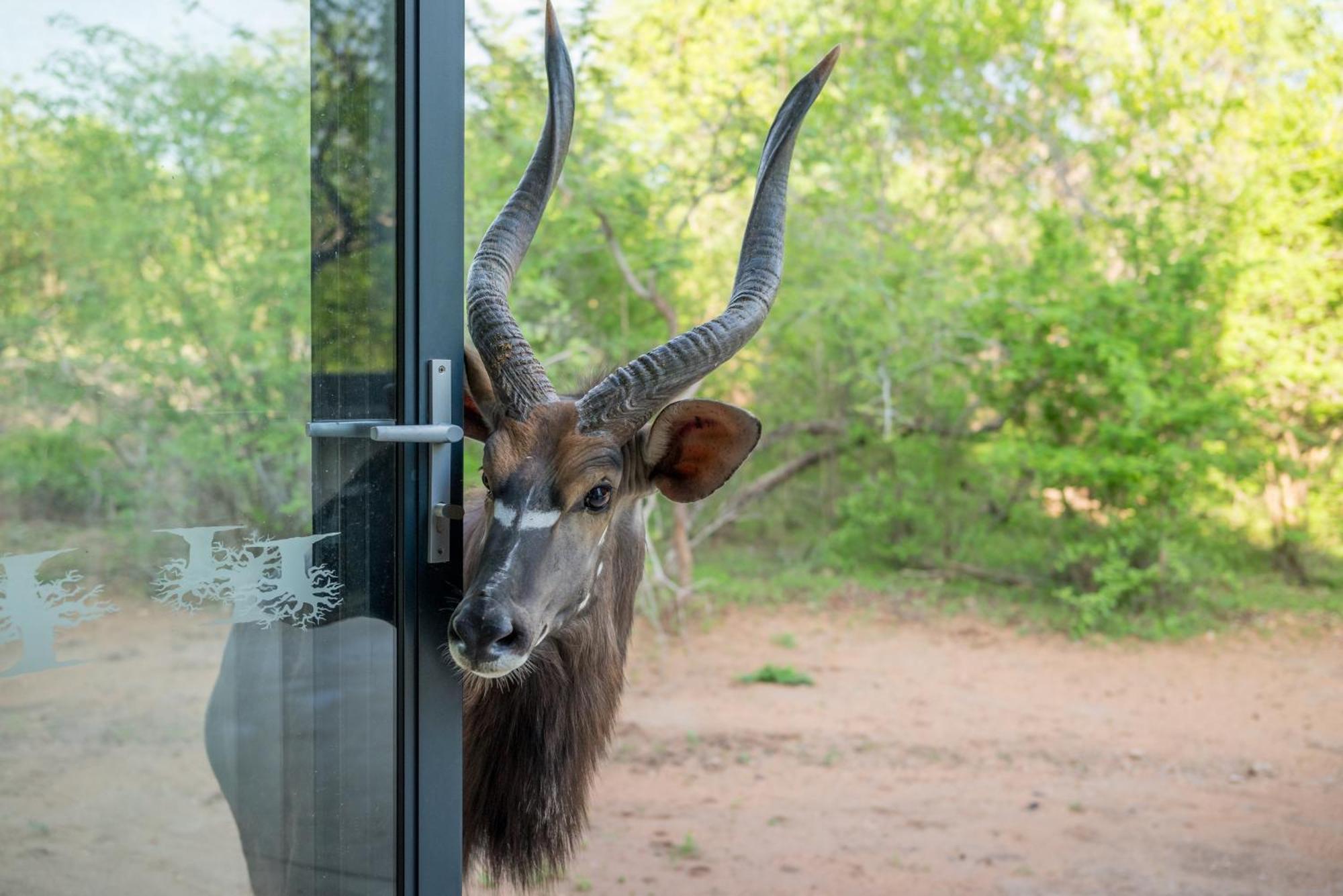 The Baobab Bush Lodge And Villa Hoedspruit Eksteriør bilde