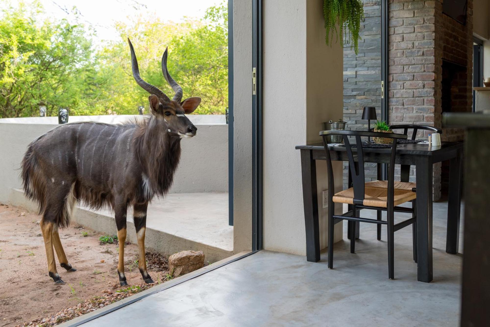 The Baobab Bush Lodge And Villa Hoedspruit Eksteriør bilde